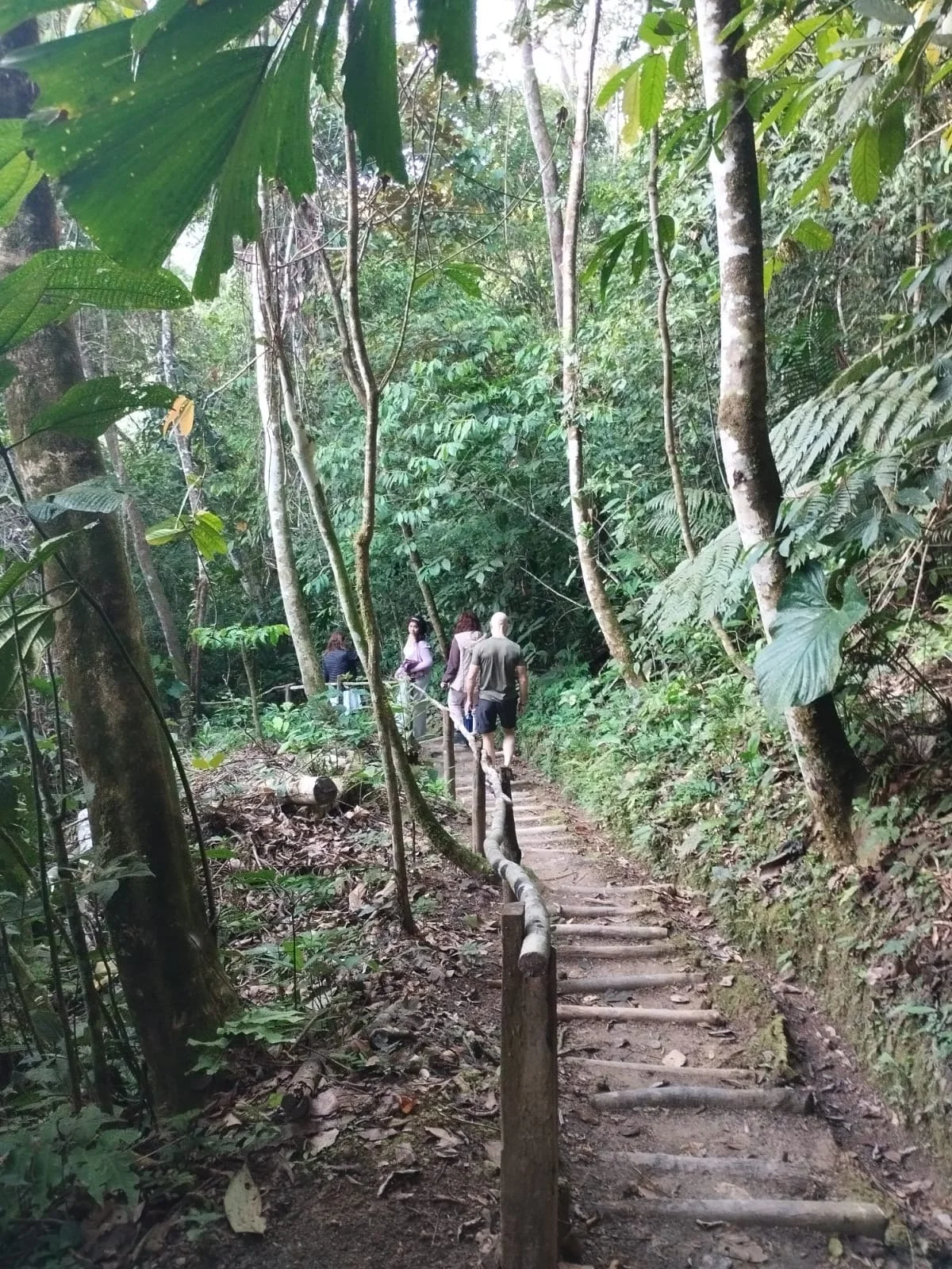 Sendero entre la vegetación en Huamanwasi