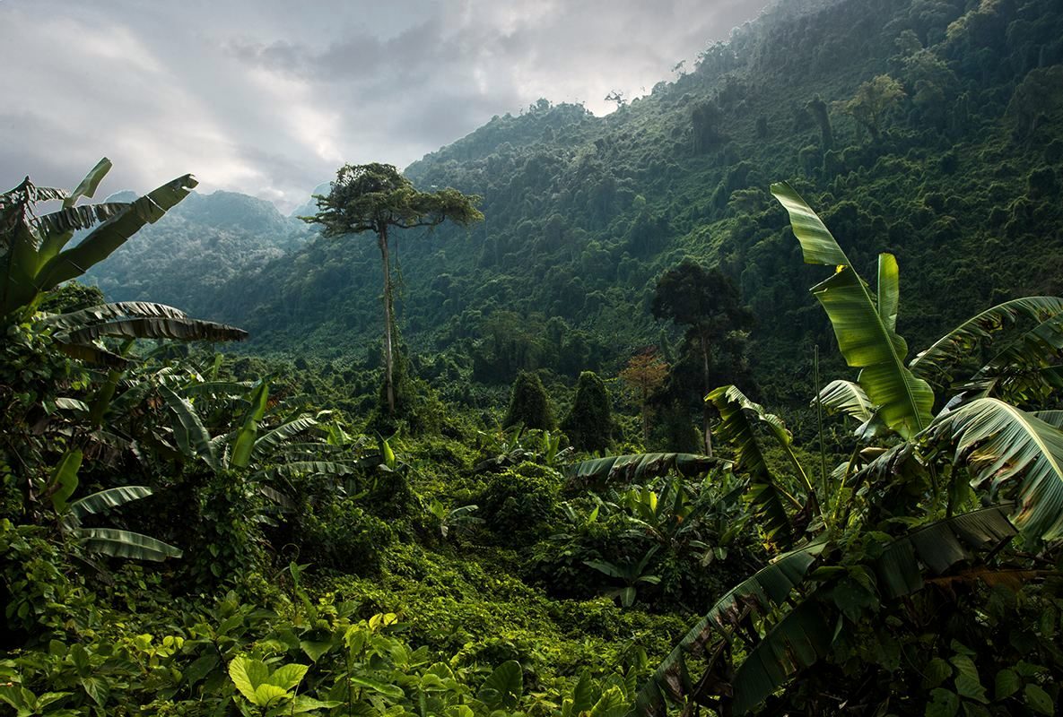 Selva amazónica peruana entre la neblina
