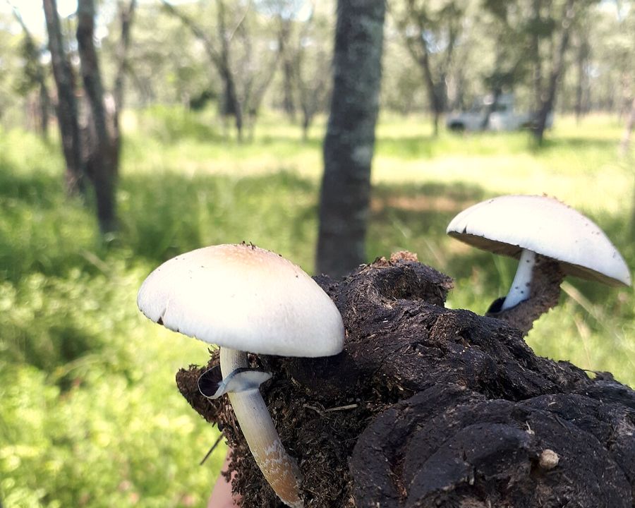 Hongos psilocibios recién recolectados