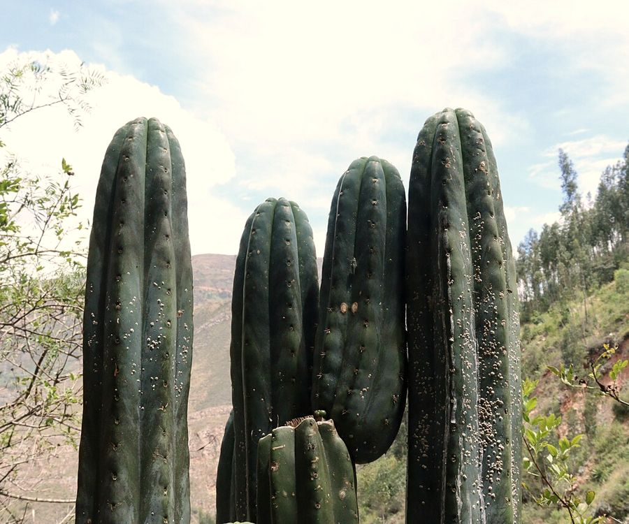 Cactus San Pedro en un valle andino
